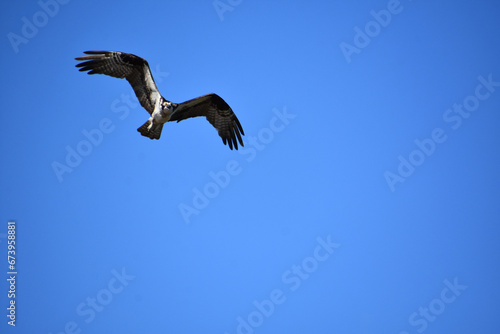 Gorgeous View of a Flying Osprey in Blue Skies
