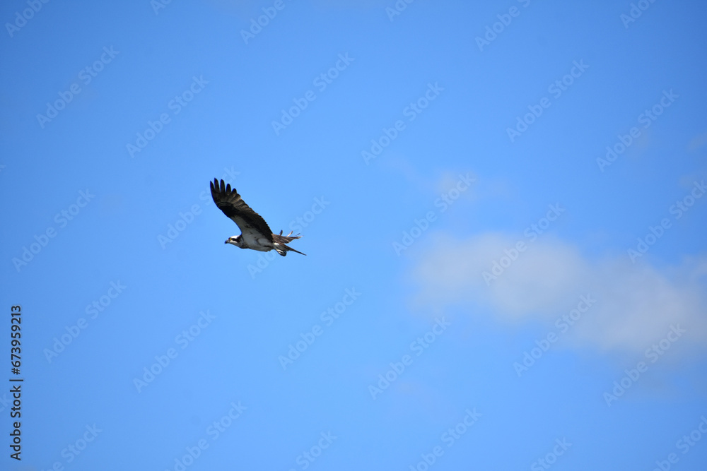 Osprey with Ruffled Feathers in Blue Skies Osprey with Ruffled Feathers in Blue Skies