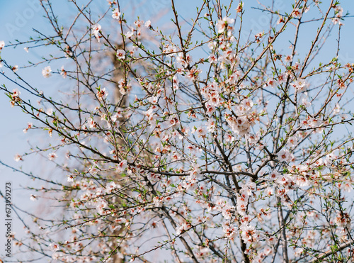 Blossoming apricot tree against a bright blue sky