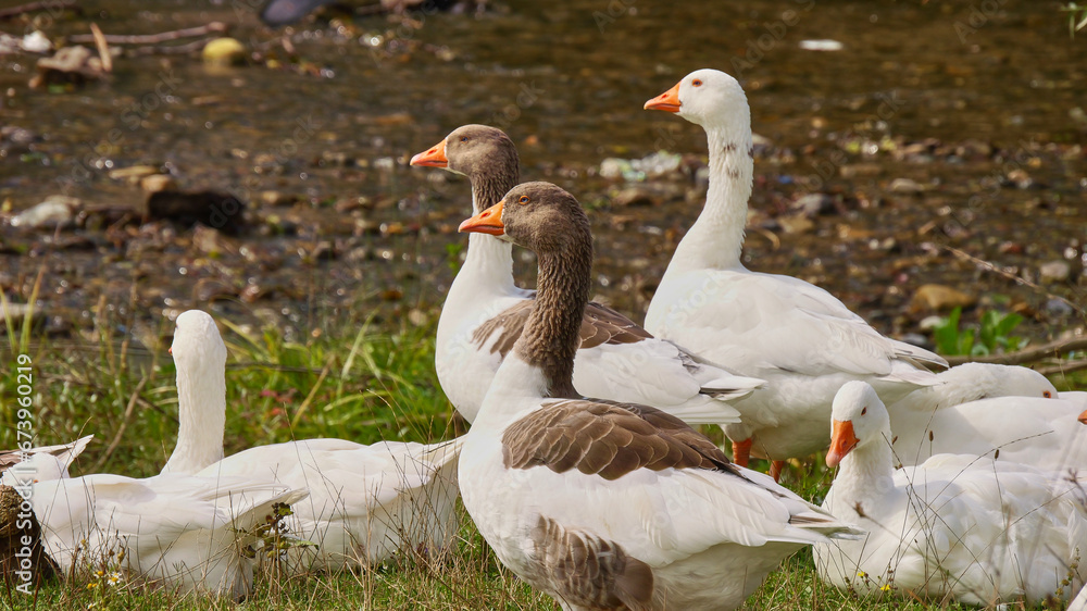 portrait of geese close to the bank of a stream
portrait of geese close to the bank of a stream