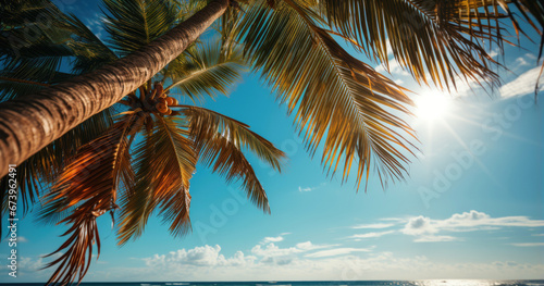 palm tree on the beach