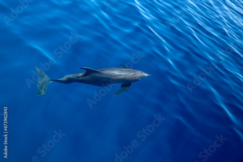 Dolphins Under the Water © George Erwin Turner