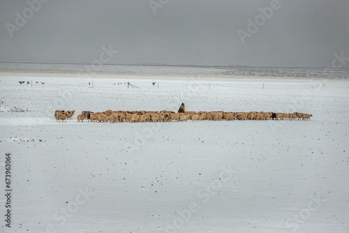 Herd of sheep standing in the snow in Ali region, Tibet