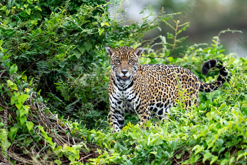 jaguar in pantanal jungle, Wildlife