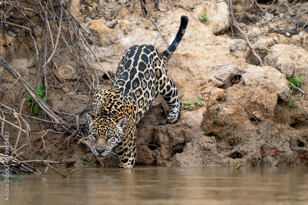 Naklejka premium jaguar in pantanal jungle, Wildlife