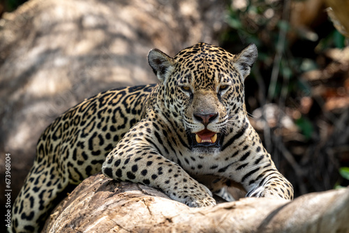 jaguar in pantanal jungle  Wildlife