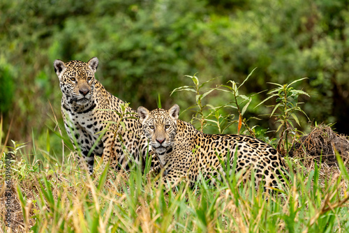 jaguar in pantanal jungle  Wildlife