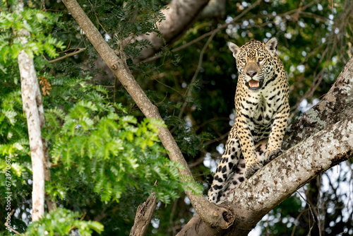 jaguar in pantanal jungle  Wildlife