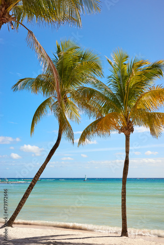 Coconut palm trees on a tropical beach  Yucatan Peninsula  Mexico.