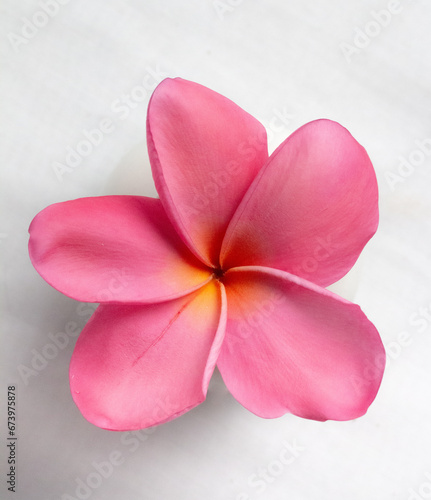 pink Bali frangipani flower