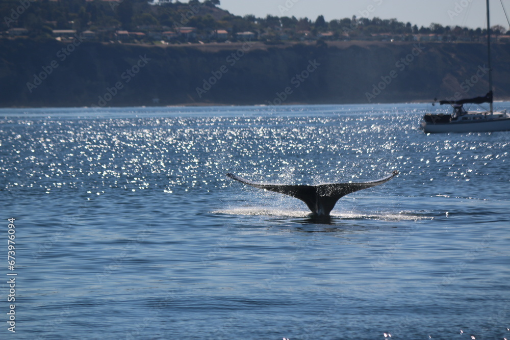 Fototapeta premium whale watching in california