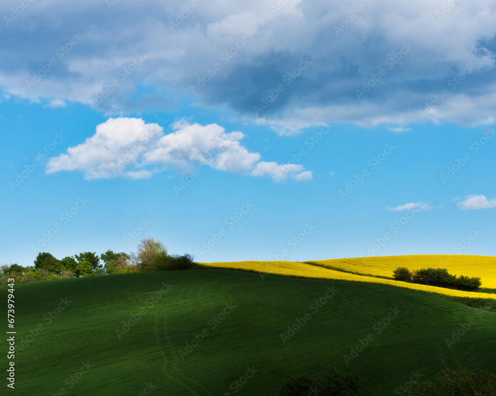 Fototapeta premium Colline in fiore
