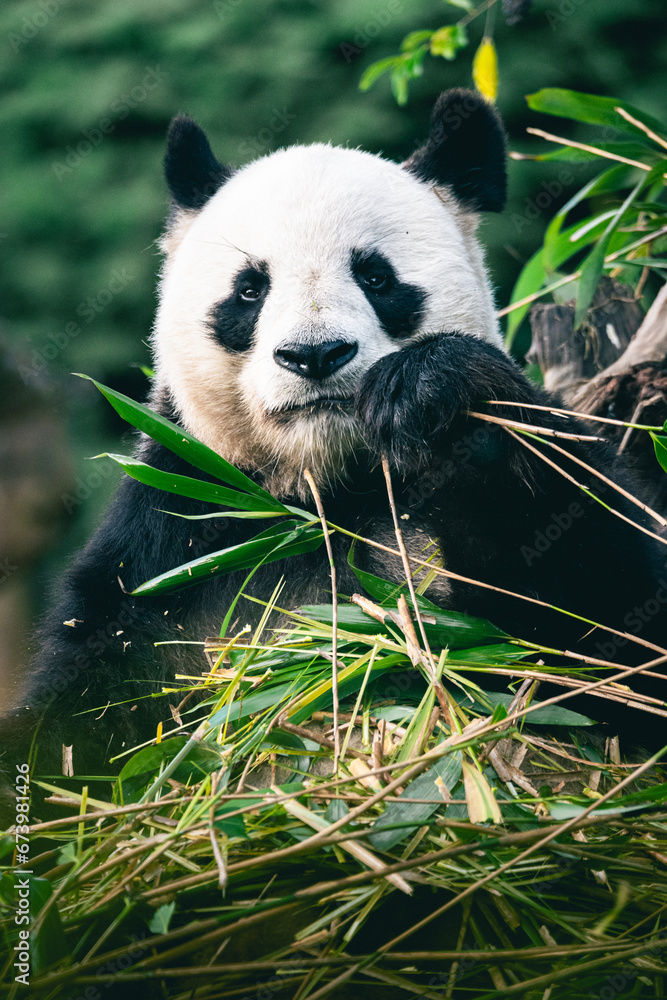 QUE MANGE UN PANDA visual data 2