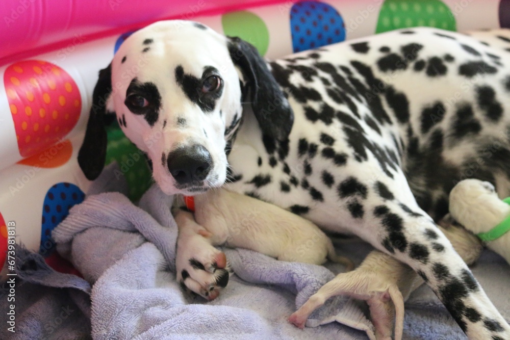 dalmatian puppies