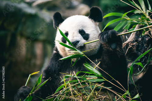 Fototapeta Naklejka Na Ścianę i Meble -  Panda géant de Chine qui mange du bambou