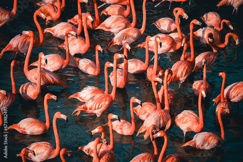 Groupe de flamants roses dans l'eau photo