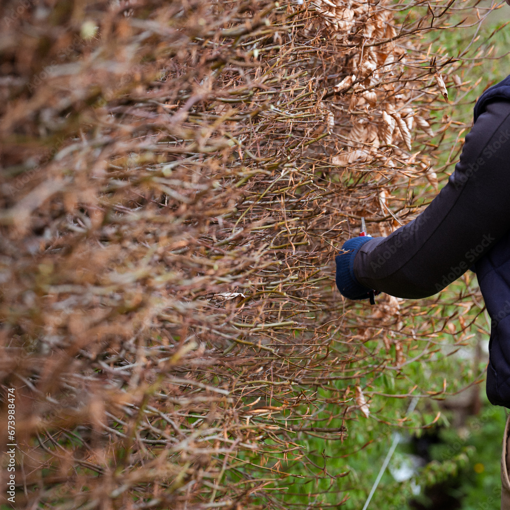 Obraz premium Arrangement and leveling of the hedge with scissors, spring work in the garden.