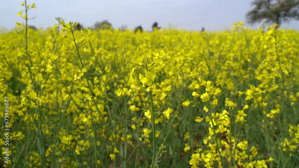 Close up of yellow rapeseed plants in spring Close up of yellow rapeseed plants in spring