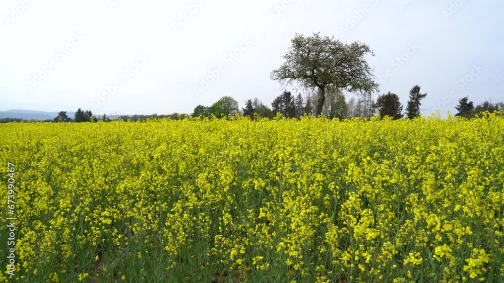 Yellow blooming rapeseed field on a cloudy day in spring Yellow blooming rapeseed field on a cloudy day in spring