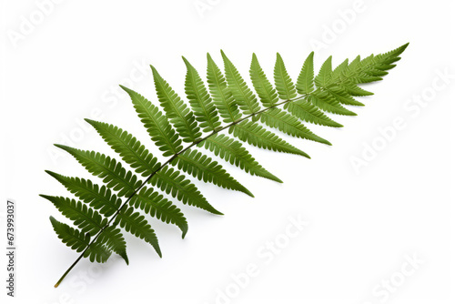 Green Fern leaf lie on white background.