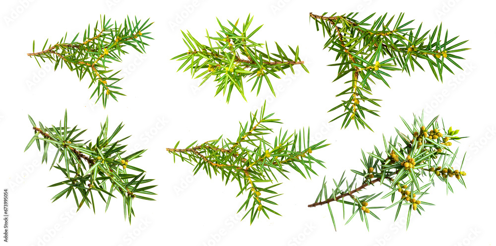 juniper twigs on white isolated background juniper twigs on white isolated background