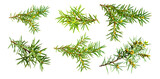 juniper twigs on white isolated background