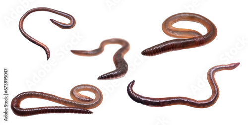earthworm on white isolated background