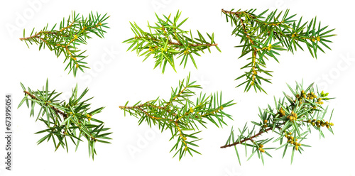 juniper twigs on white isolated background photo