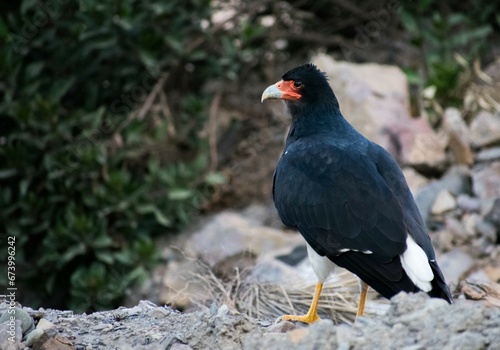 Alkamari Andes bird