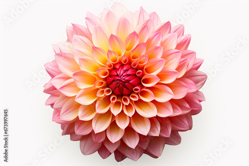 A solitary dahlia blossom on a blank canvas, in closeup.