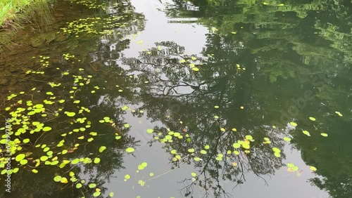 Tilt up from calm river waters to peaceful water pathway