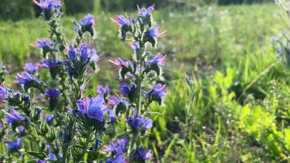 Echium vulgare. beautiful wildflowers. blue flowers, summer floral background. close-up. bokeh. beautiful nature. blooming meadow in sunny weather. Soft focus Echium vulgare. beautiful wildflowers. blue flowers, summer floral background. close-up. bokeh. beautiful nature. blooming meadow in sunny weather. Soft focus