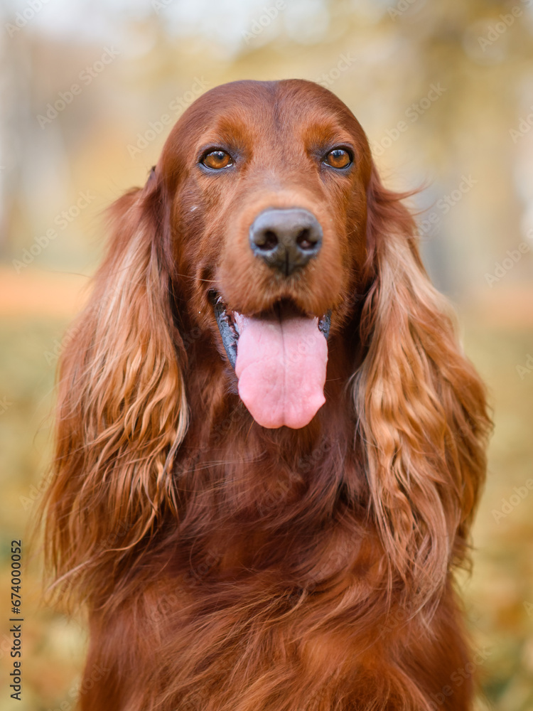 close-up portrait of a chocolate Irish setter on a walk in an autumn park among yellow-red leaves