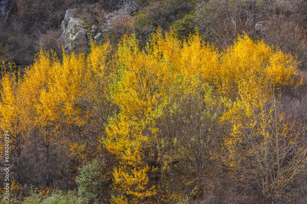 Tree in autumn colors in the mountains