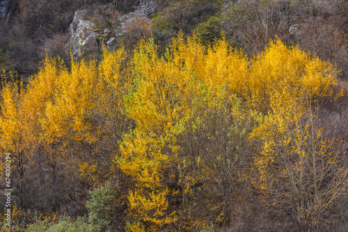 Tree in autumn colors in th...