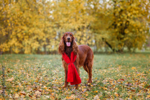 chocolate Irish setter on a walk in the autumn park among the yellow-red leaves waiting for the owner photo