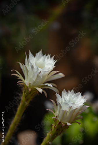 White cactus flower. Echinopsis ancistrophora plant. Selective focus on blurred dark background. Celebrations card. Copy space.