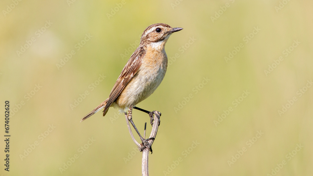 Fototapeta premium red backed shrike