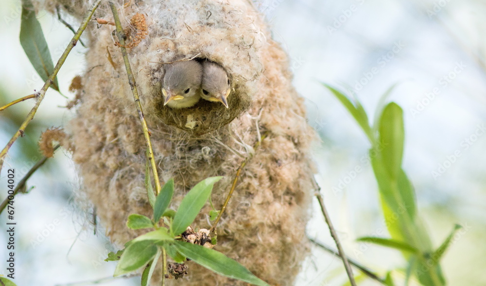 Fototapeta premium bird in nest