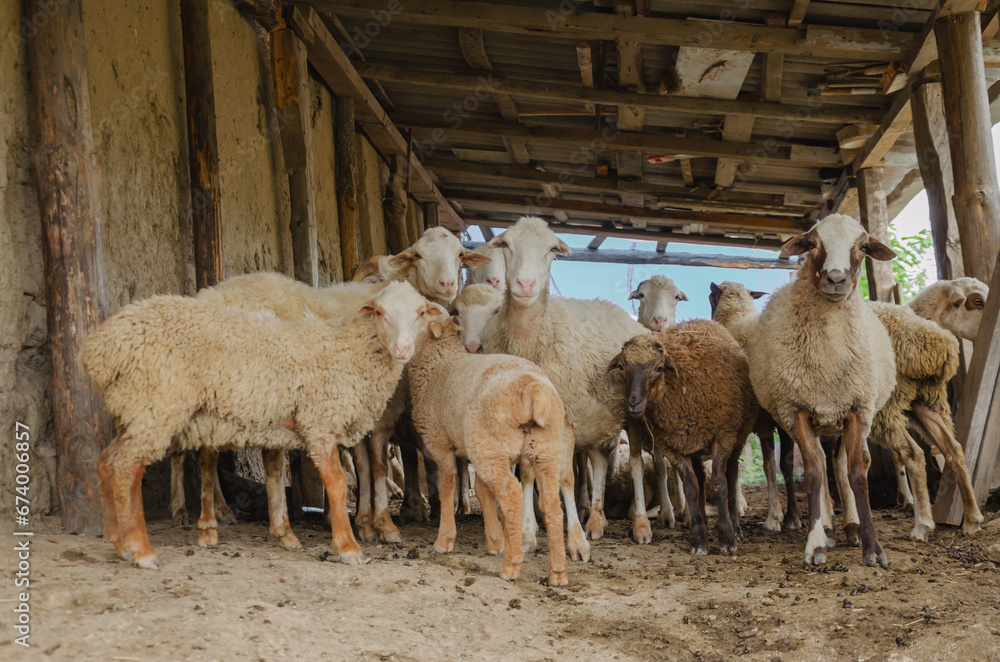 Obraz premium A flock of sheep in the pen is standing