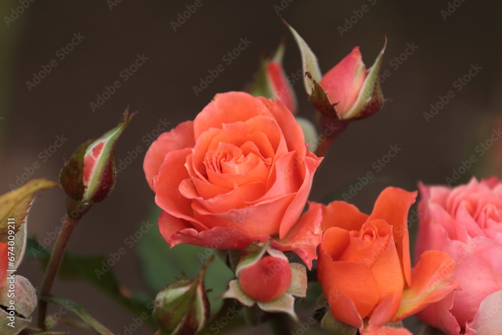 pink rose on the street pink rose on the street