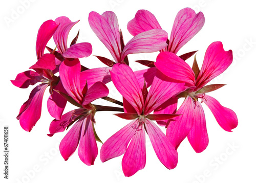 Fototapeta Naklejka Na Ścianę i Meble -  Gros plan d'une fleur de Géranium lierre rose	