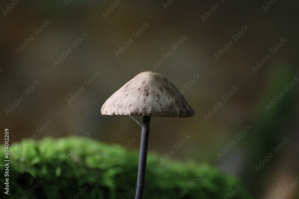 Pilz (Fungi) Pilz (Fungi)