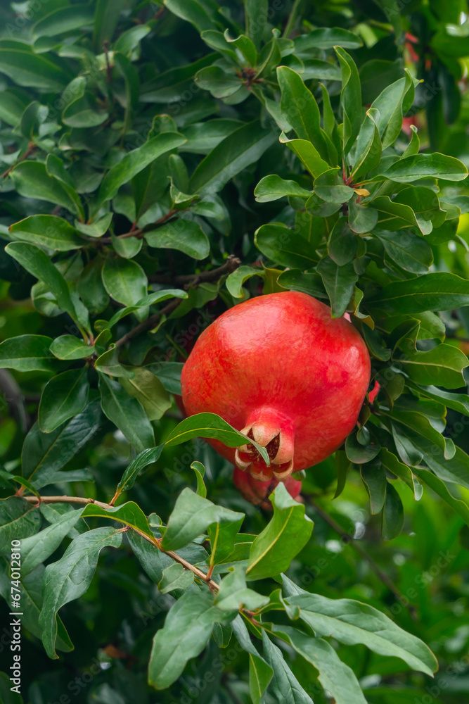 Red ripe pomegranate fruit on tree branch in the garden