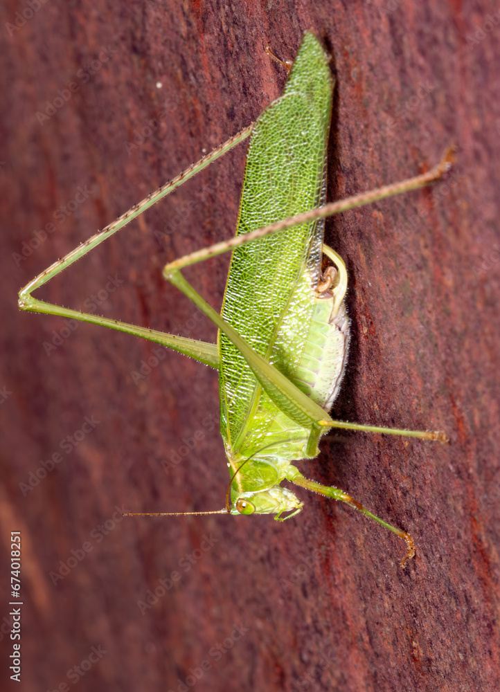 scudder's bush katydid scudder's bush katydid