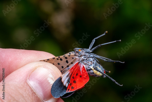 Spotted Lanternfly