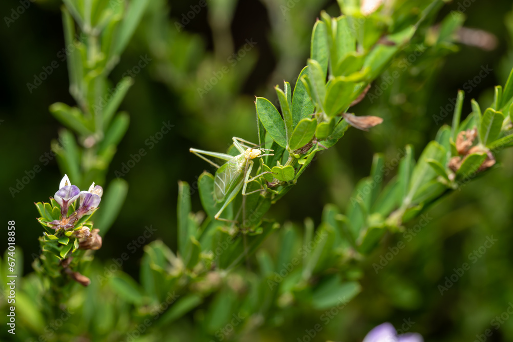 four-spotted tree cricket on chinese bushclover