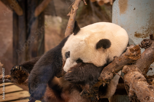 giant panda eating bamboo