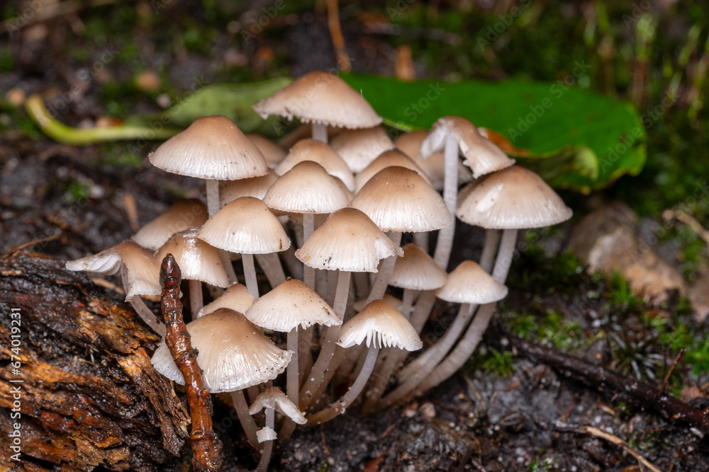 mycena mushrooms mycena mushrooms