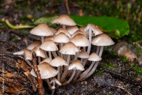 mycena mushrooms photo